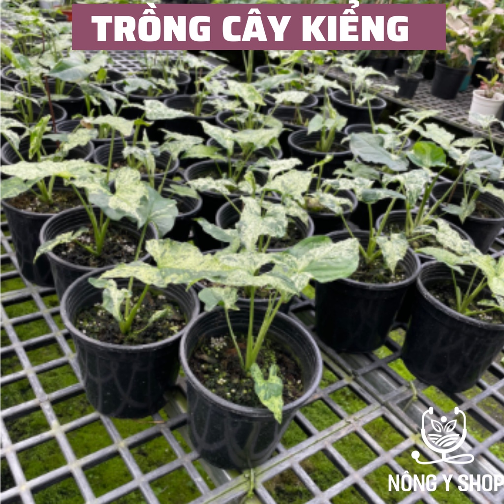 Size 18-16cm, mẫu mới có khớp nối trụ - Chậu nhựa đen cứng tròn- trồng  hoa, cây kiểng lá -  sen đá, thoát nước tốt