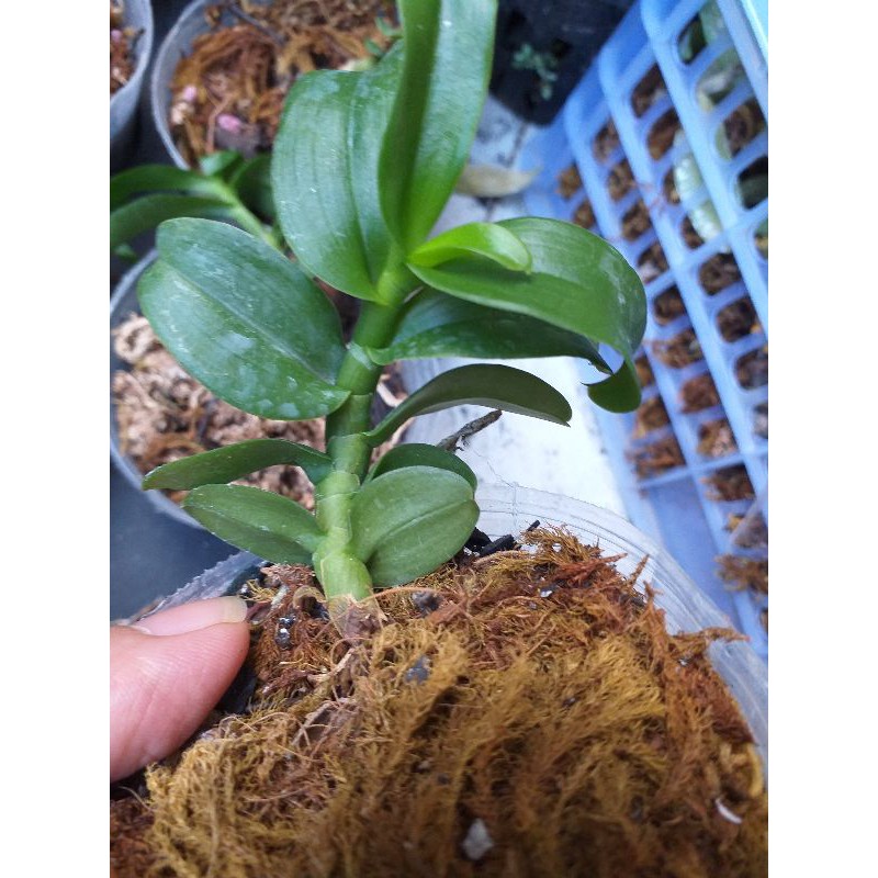 Hoa phong lan 5ct Bùi Việt | BigBuy360 - bigbuy360.vn