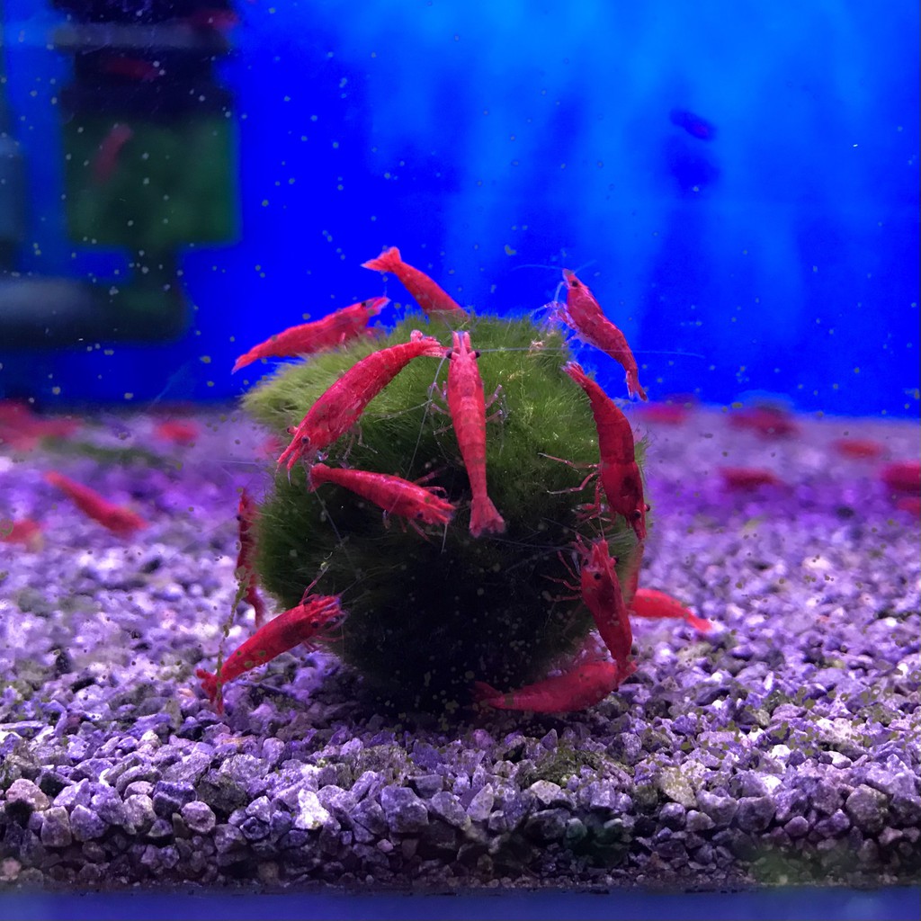 Bóng Rêu Moss Ball Trang Trí Thủy Sinh
