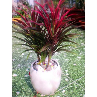 Cây ánh dương/ hồng phát tài- Trang trí sân vườn- Decor- Phong thuỷ- Cây hoa kiểng Đồng Tháp