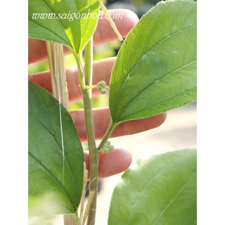 Cây Táo Ta (Cây Táo Giống)