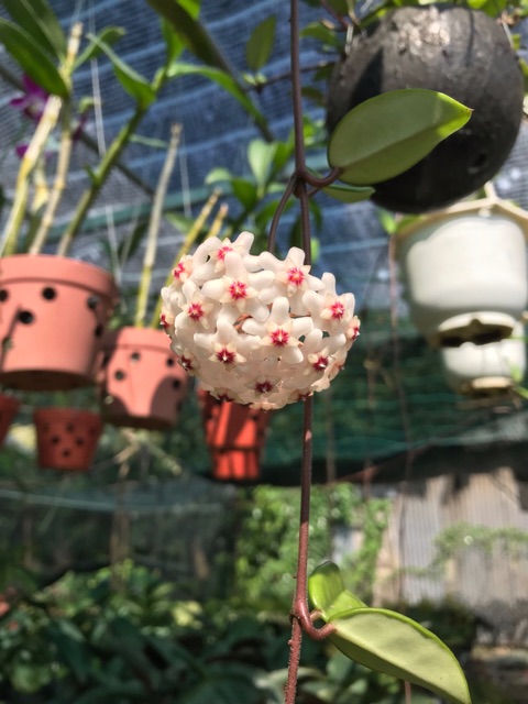 Phân bón thông minh Rynan Flowermate 240