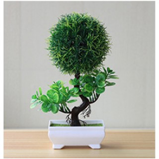 Combo 3 chậu hoa tú cầu trang trí