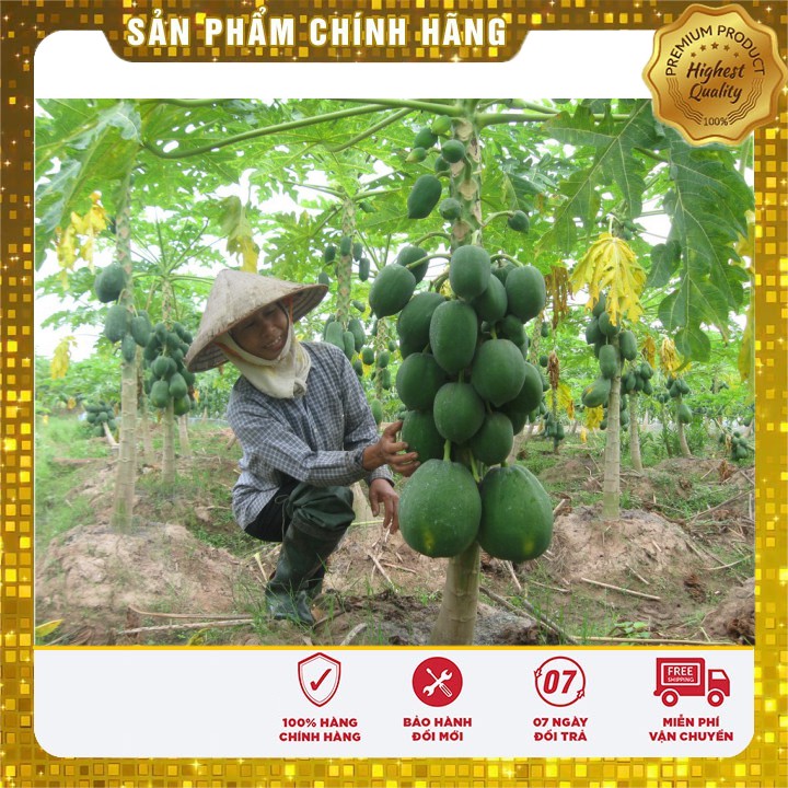 Hạt giống Đu Đủ Lùn 5 Hạt [Bán Sỉ]