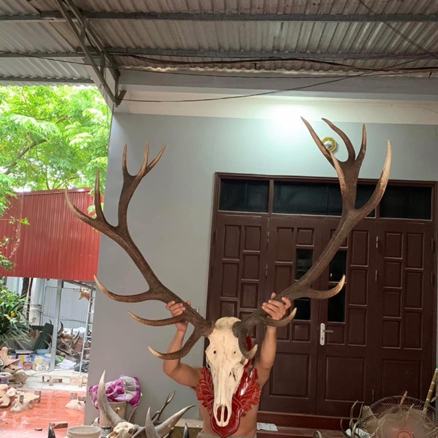 Đầu tuần lộc phong thuỷ zin mặt xương
