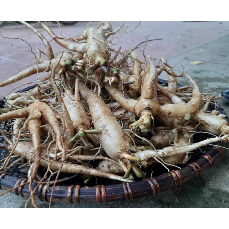 Sâm Bố chính tươi 1set 6-8 củ /kg | BigBuy360 - bigbuy360.vn