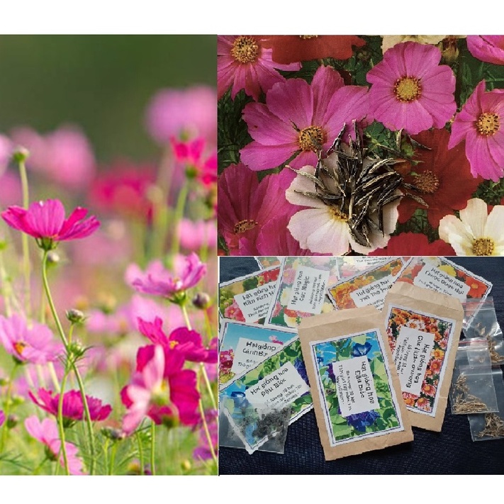 100+ Hạt Hoa Cánh Bướm mix 10 màu túi giấy BVMT - NeyuhGarden