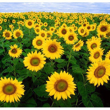 Hạt Giống Hoa Hướng Dương Cao