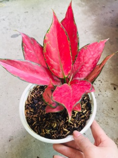 HỒNG PHÁT LỘC