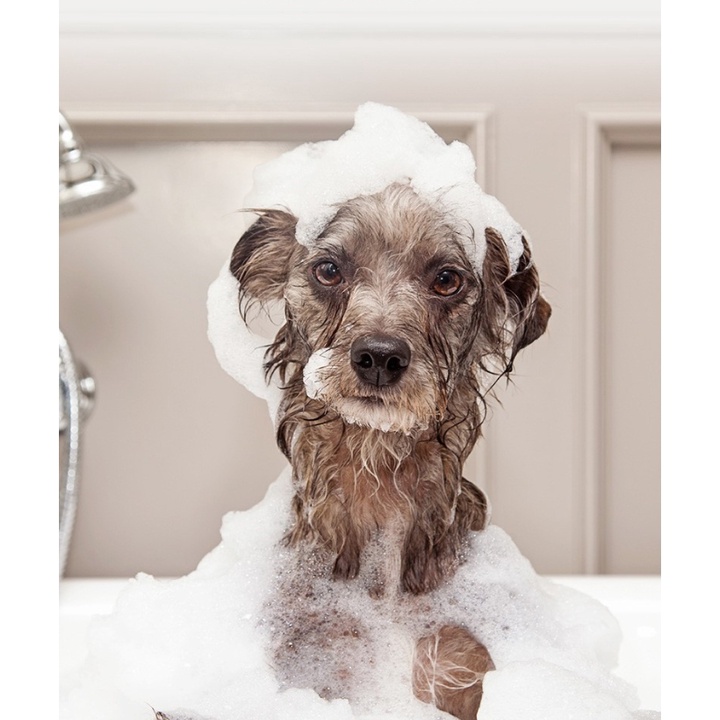 Sữa tắm nước hoa dưỡng lông siêu mượt cho chó mèo 500ml - Loại ve rận, trị ngứa