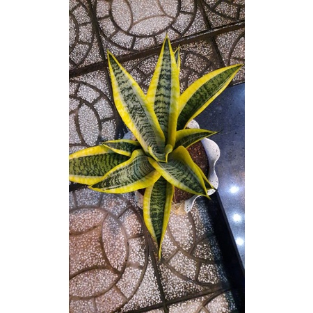 Cây Lưỡi Hổ Viền Vàng