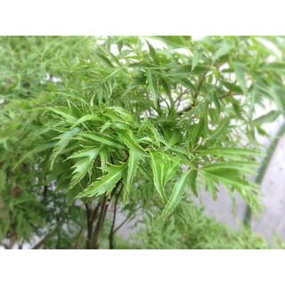 cây đinh lăng lá nếp(lá nhỏ)