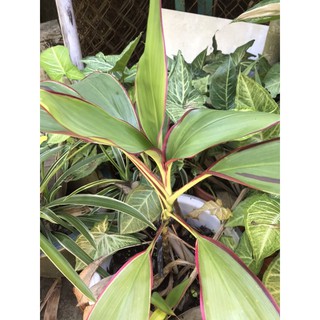 Cây phát tài lá viền đỏ