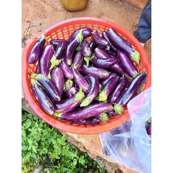 Cà tím 1kg