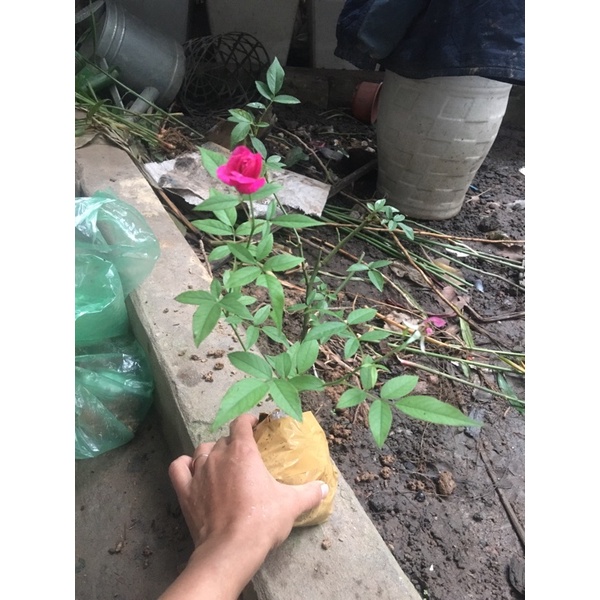 Cây  giống hoa Hồng quế Hồng