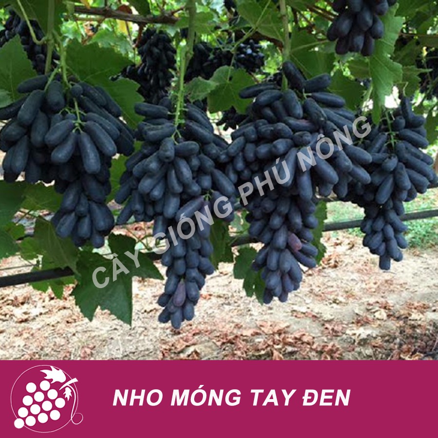 (Bảo hành 1 đổi 1) CÂY NHO GIỐNG NGÓN TAY ĐEN ( Moon Drops) HÀNG NHẬP KHẨU - Mua 3 cây tặng 1 kéo tỉa cành