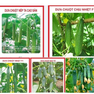 Bộ 5 gói hạt giống dưa chuột các loại (TẶNG gói kích thích hạt nảy mầm)