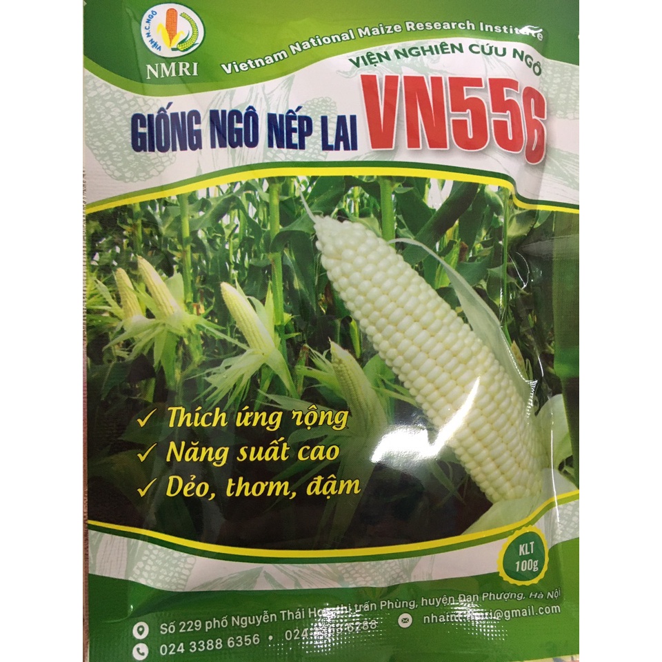 Giống ngô nếp lai VS556