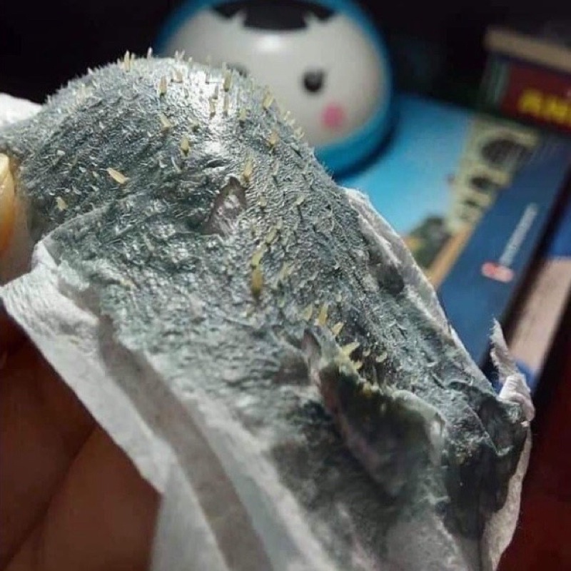 Lột Mụn Đầu Đen Dr acne | BigBuy360 - bigbuy360.vn