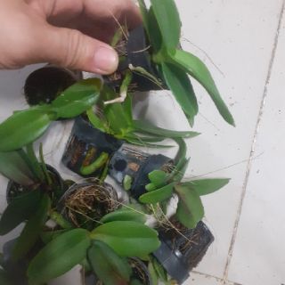 Ngọc điểm lá mít giống
