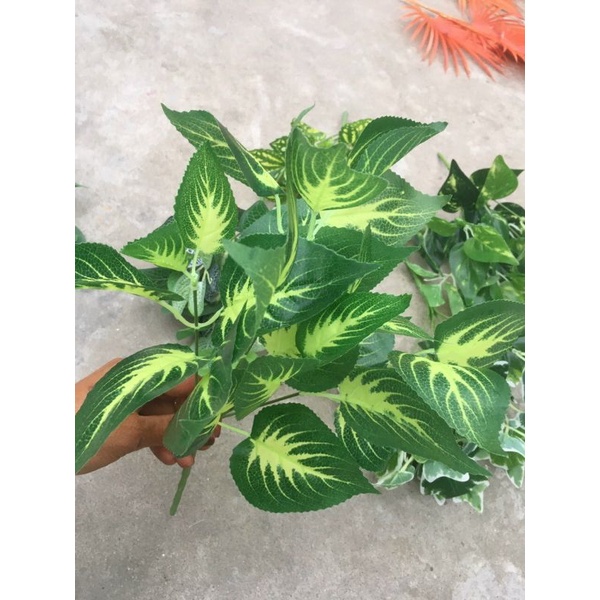 Cụm Lá Điểm Trang