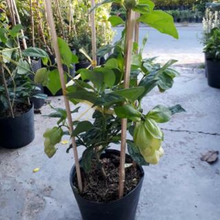 Cây 🌲 Huyền Chân Công chúa đang hoa