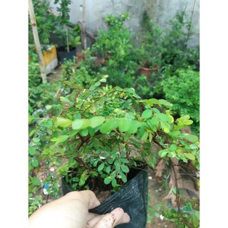 sơn liễu giống