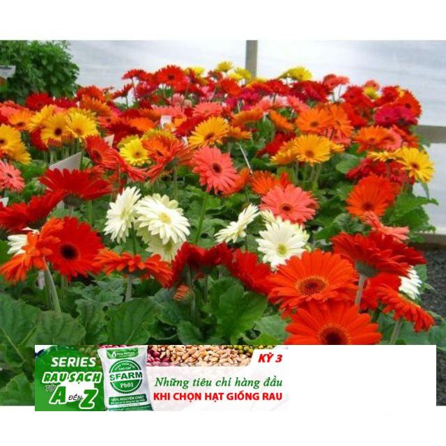 Hạt Giống Hoa đồng tiền Mix 100 Hạt/ GóI