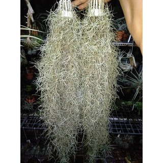 Cây không khí tóc tiên bụi lớn ( dài 60cm)