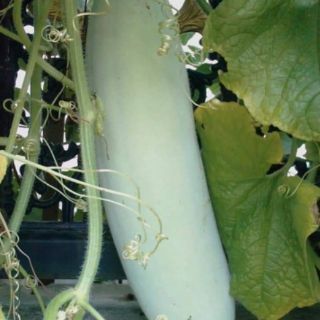 HẠT GIỐNG BÍ ĐAO SÁP THÁI LAN
