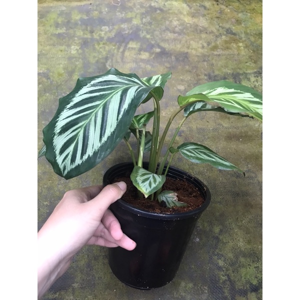 Chậu cứngĐuôi công Flame star