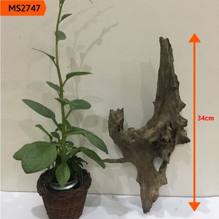 Gỗ lũa thủy sinh, lũa hồ cá, lũa bán cạn, tiểu cảnh cho bể vừa và lớn