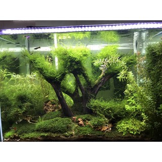 Rêu thuỷ sinh Java Moss vỉ 10x10cm