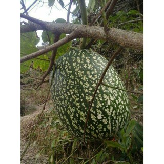 500g - 1kg hạt bí mèo đen ( sống)