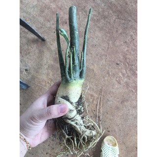 3 củ sứ 60k