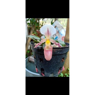(Mới) Lan hài Trần Liên