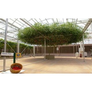 Cà Chua Bạch Tuộc ( Cà chua leo giàn) 20 hạt - HÀNG CÔNG TY