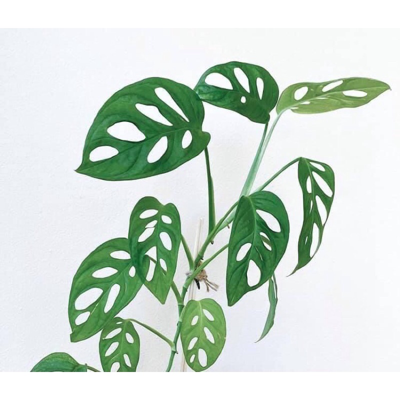 Cây lá lỗ đột biến adansonii var adansonii