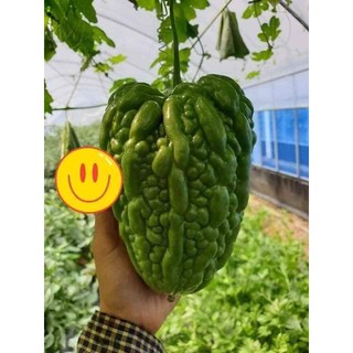 MƯỚP ĐẮNG TRÁI TIM
