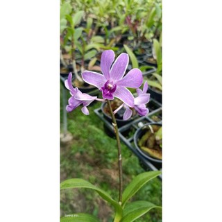 Hoa lan denro tím Huế - cây lớn