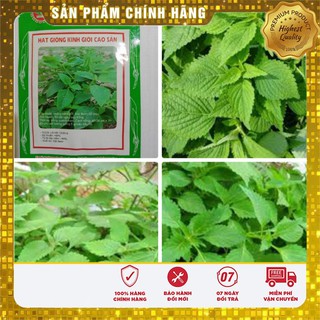 Hạt Giống Rau Kinh Giới(5 gr)