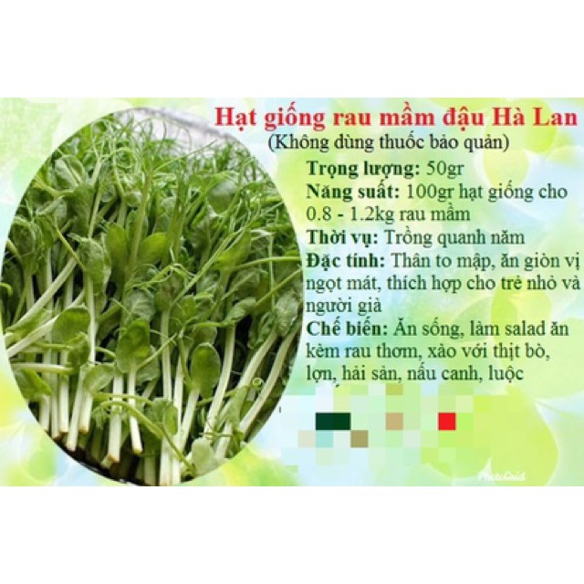 Hạt giống rau mầm đậu hà lan 50g/túi giá rẻ