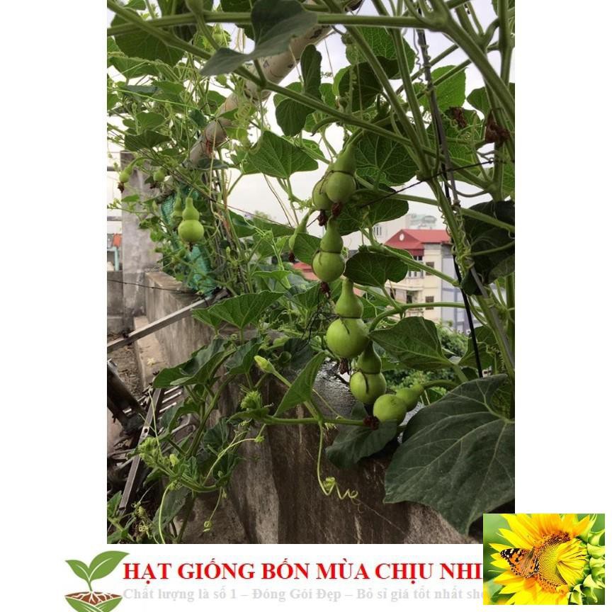 Hạt Giống Bầu Hồ Lô - Mini Siêu Kute 5 HẠT
