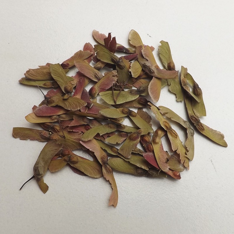 [GIÁ SỈ] HẠT GIỐNG PHONG LÁ ĐỎ - 100 Hạt