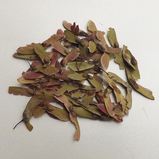 [GIÁ SỈ] HẠT GIỐNG PHONG LÁ ĐỎ - 100 Hạt