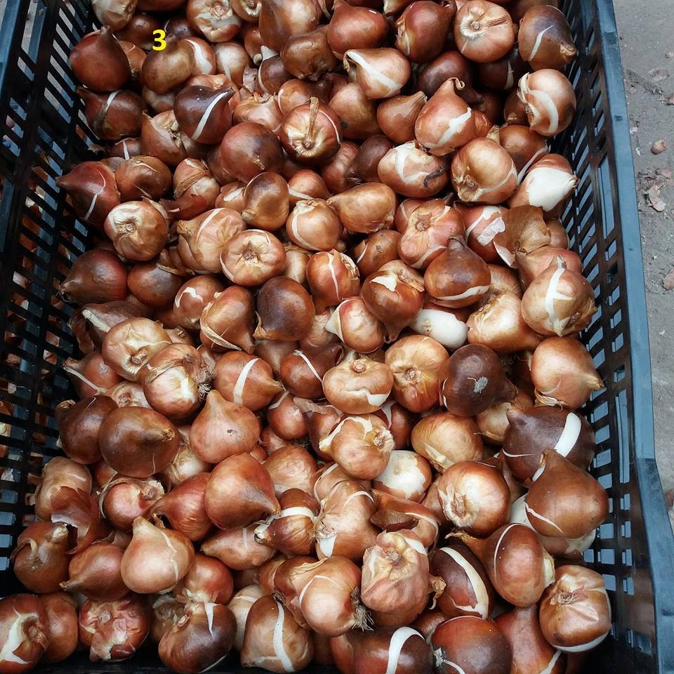 Củ hoa tulip  Hà Lan được chọn màu