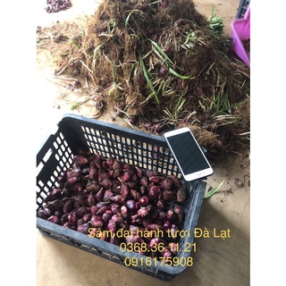 Sâm Đại hành Đà Lạt