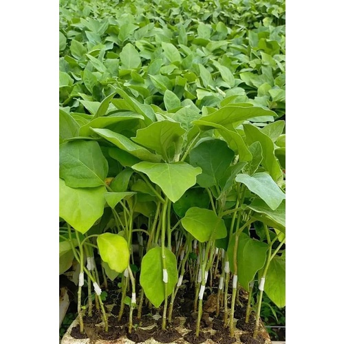 CÂY GIỐNG CÀ TÍM GHÉP # MUA 10 CÂY TẶNG 1 CÂY CÙNG LOẠI_KÈM PHÂN BÓN HỮU CƠ TAN CHẬM CÁ HỒI NAUY