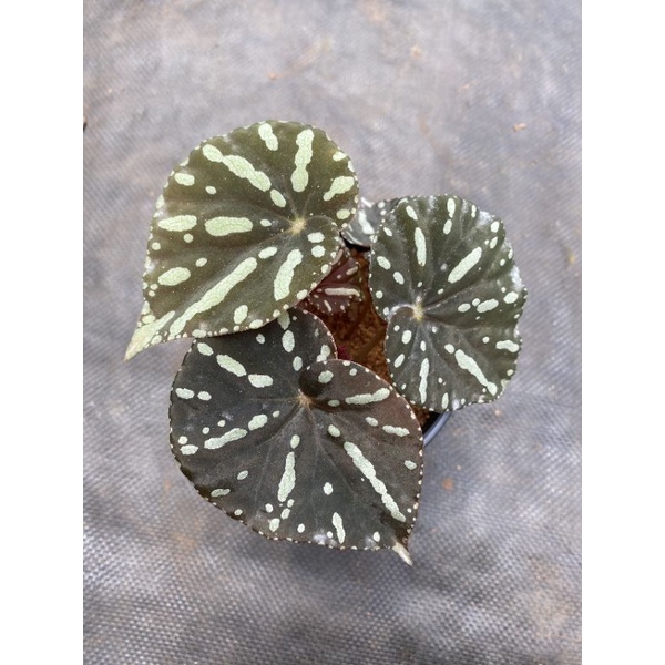 Chậu cứng Begonia luzonensis