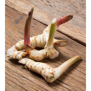 Bột giềng / riềng 100g - Galangal Powder